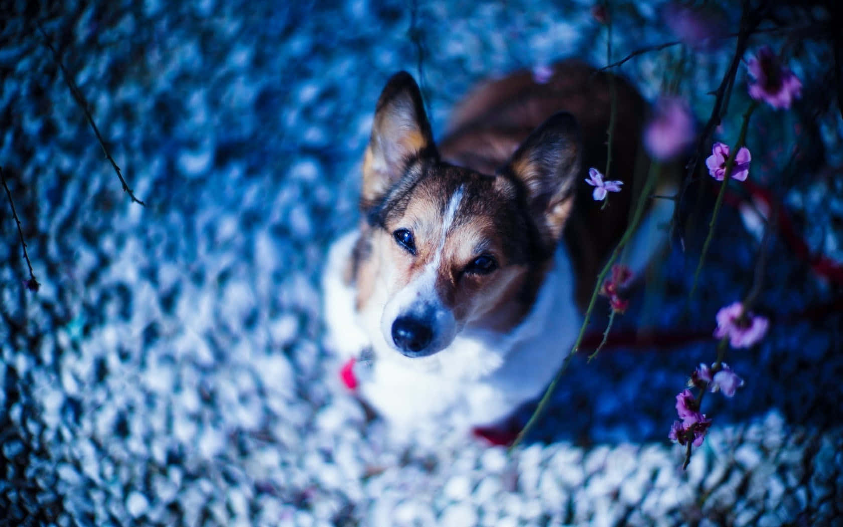 A Dog Is Sitting On A Gravel Path With Flowers Wallpaper