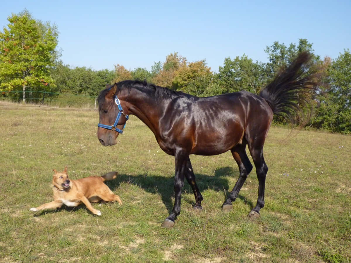 A Dogs' Day Out - Unforgettable Moments Of A Horse And A Dog Wallpaper