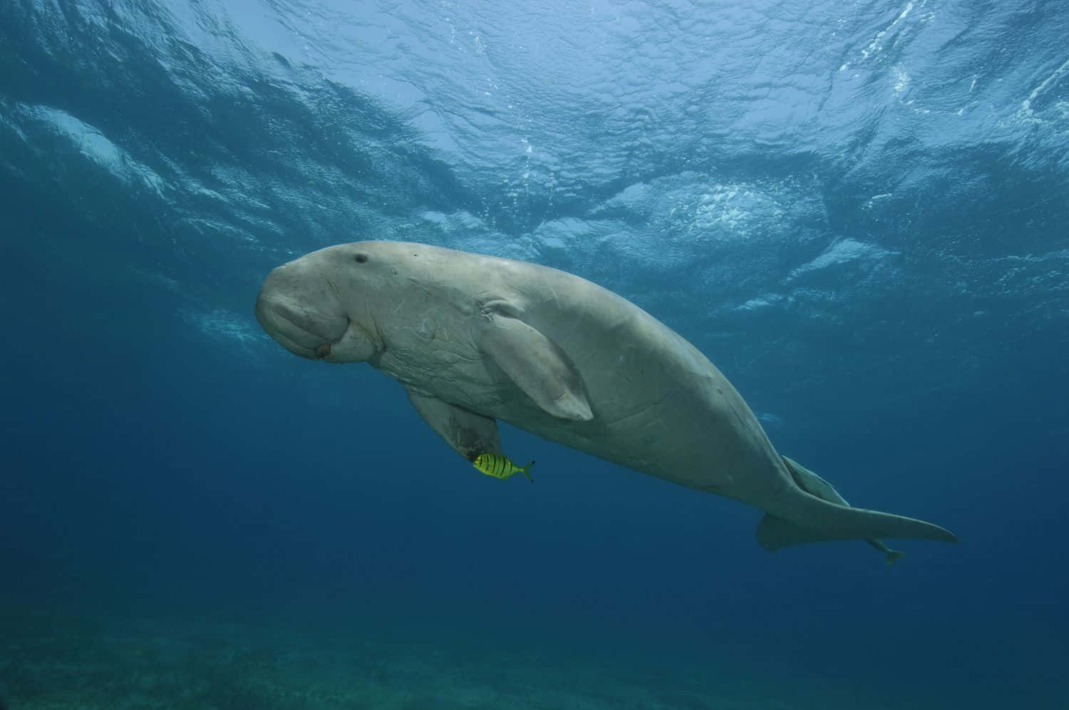 A Dugong Swims Gracefully In Clear Blue Waters Wallpaper