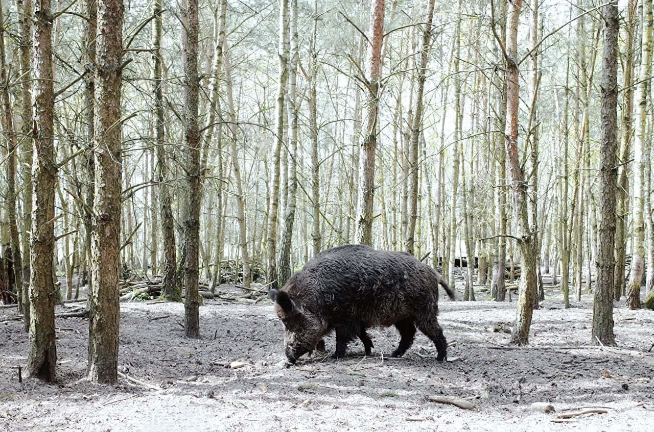 A Family Of Hogs Enjoys A Summer Day In A Beautiful Meadow Wallpaper