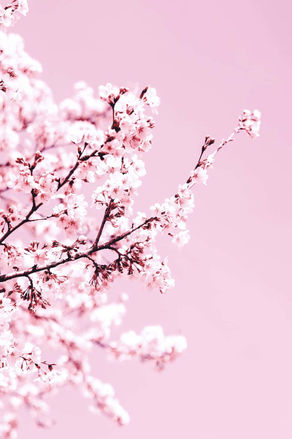 A Fascinating View Of Nature - A Breathtakingly Beautiful Pink Cherry Blossom Tree Wallpaper