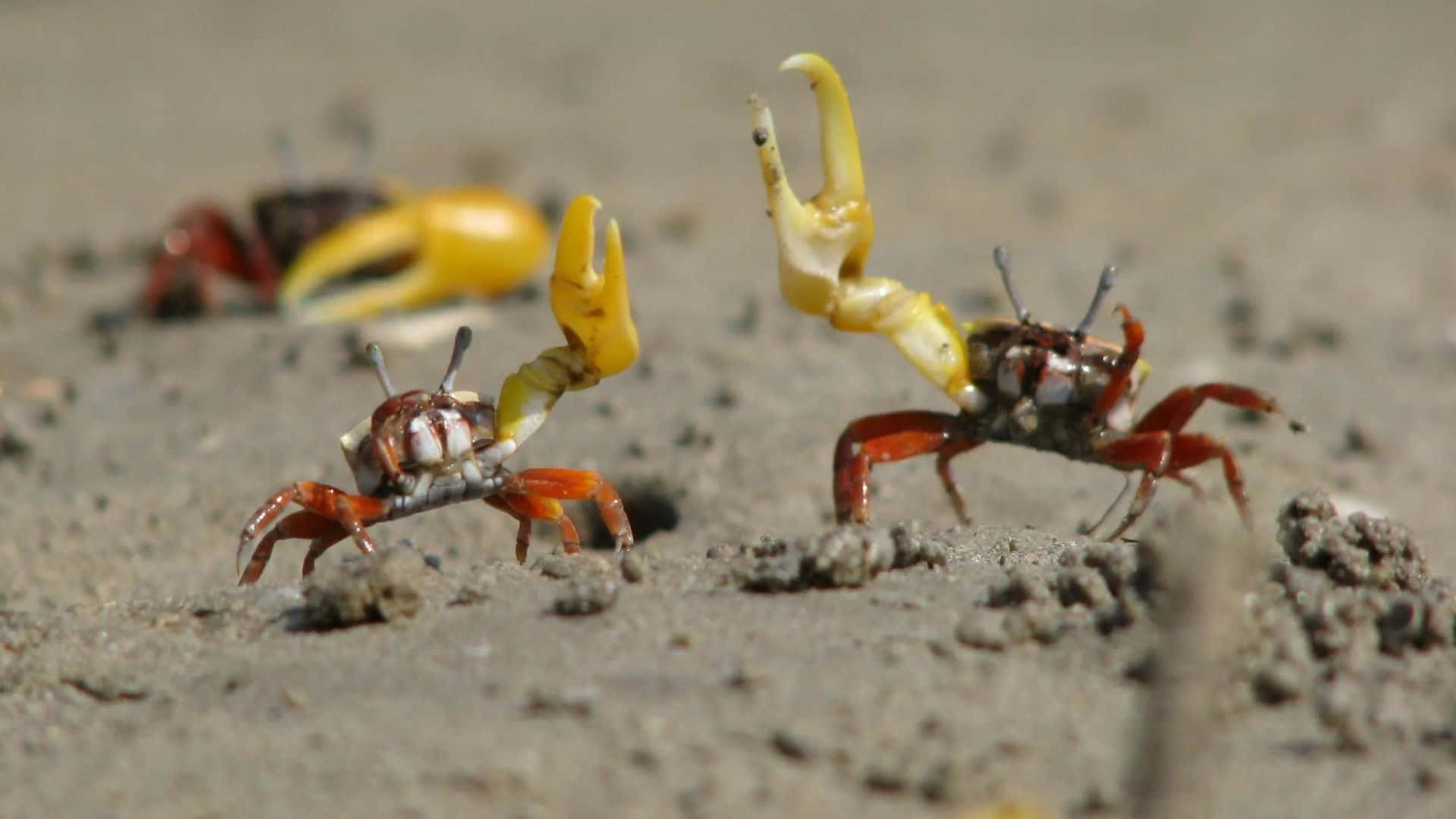 A Fiddler Crab Displaying Its Large Claw Wallpaper