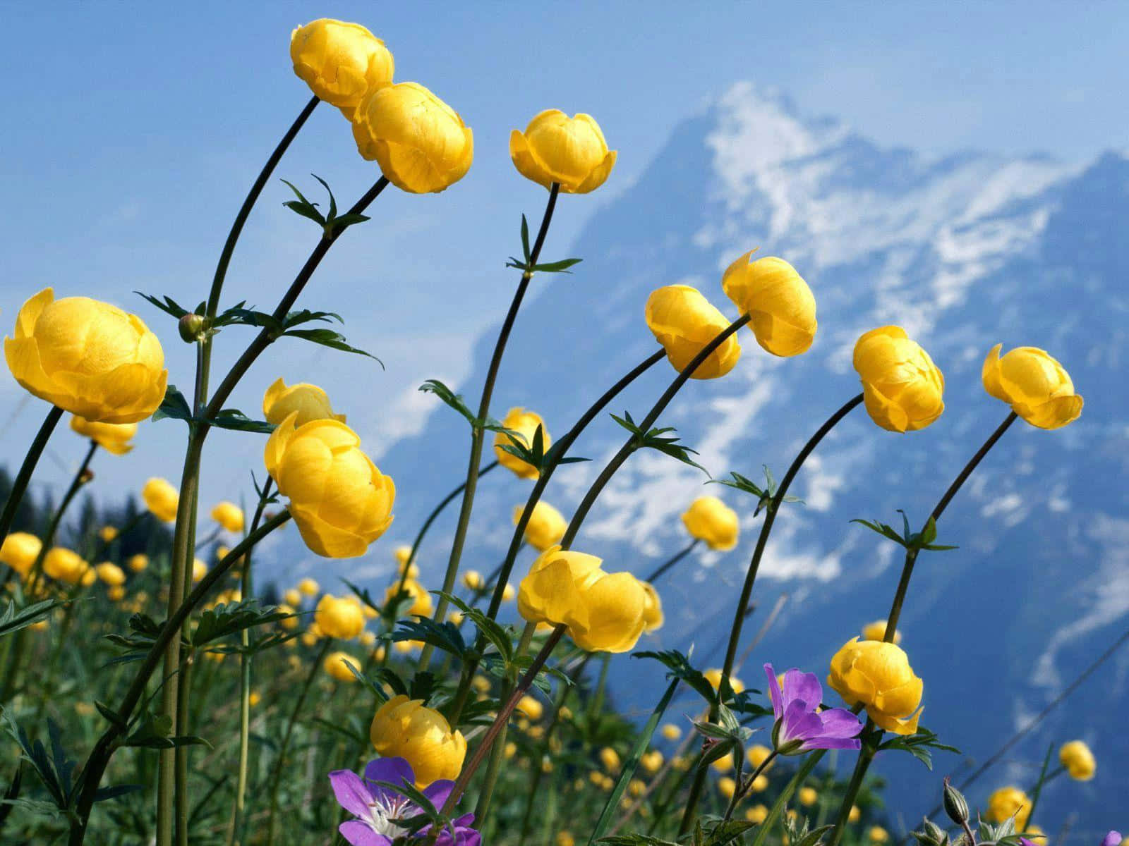 A Field Full Of Gorgeous Wild Flowers Wallpaper