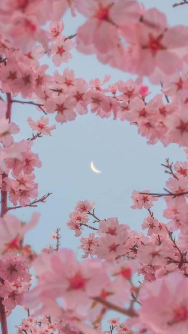 A Field Of Beautiful Pink Cherry Blossoms In Full Bloom Wallpaper