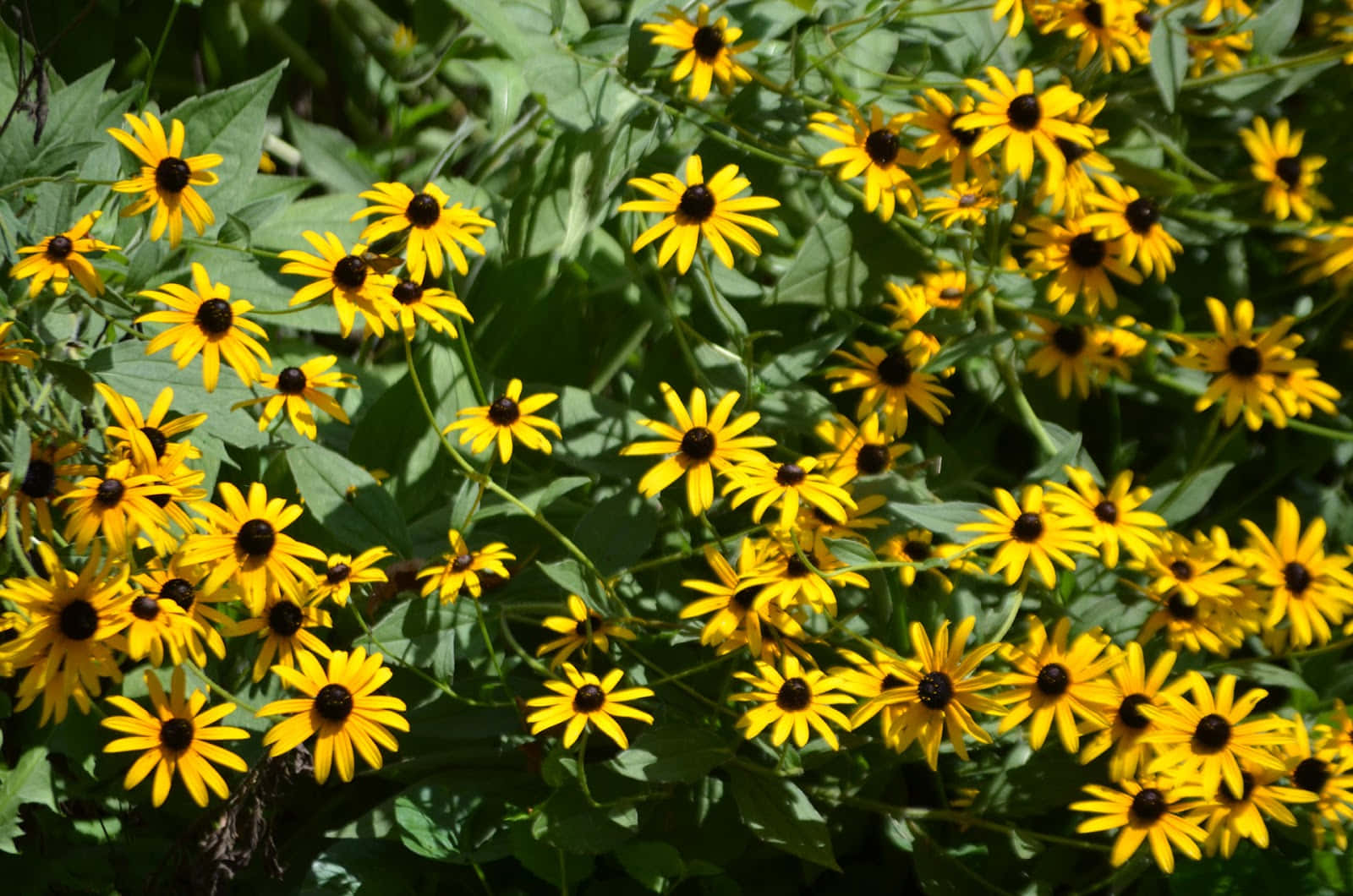 A Field Of Black Eyed Susan Flowers In Full Bloom Wallpaper