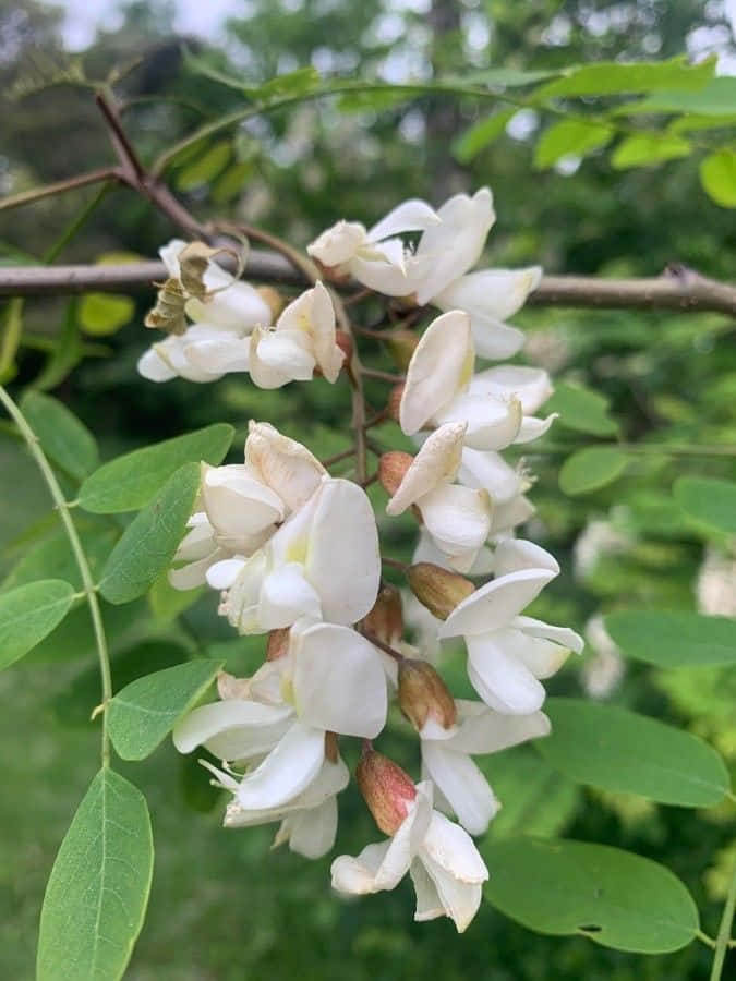 A Field Of Blooming Black Locust Trees Wallpaper