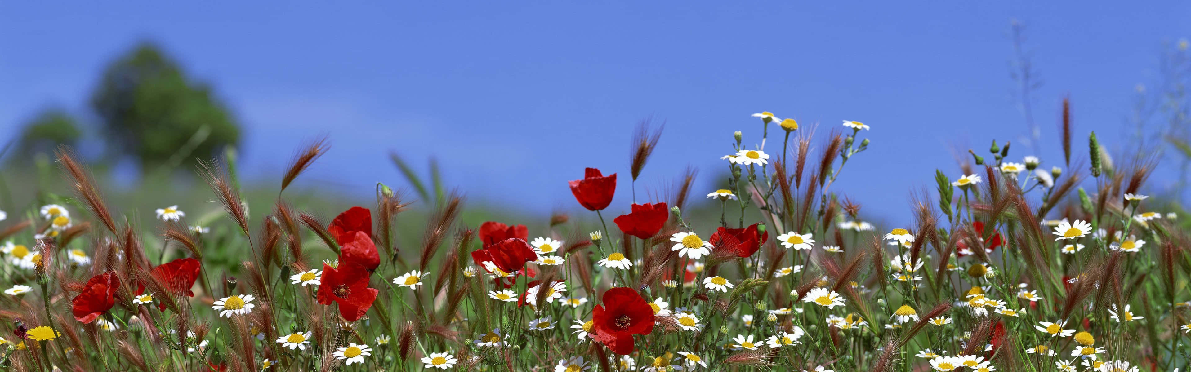 A Field Of Flowers Wallpaper