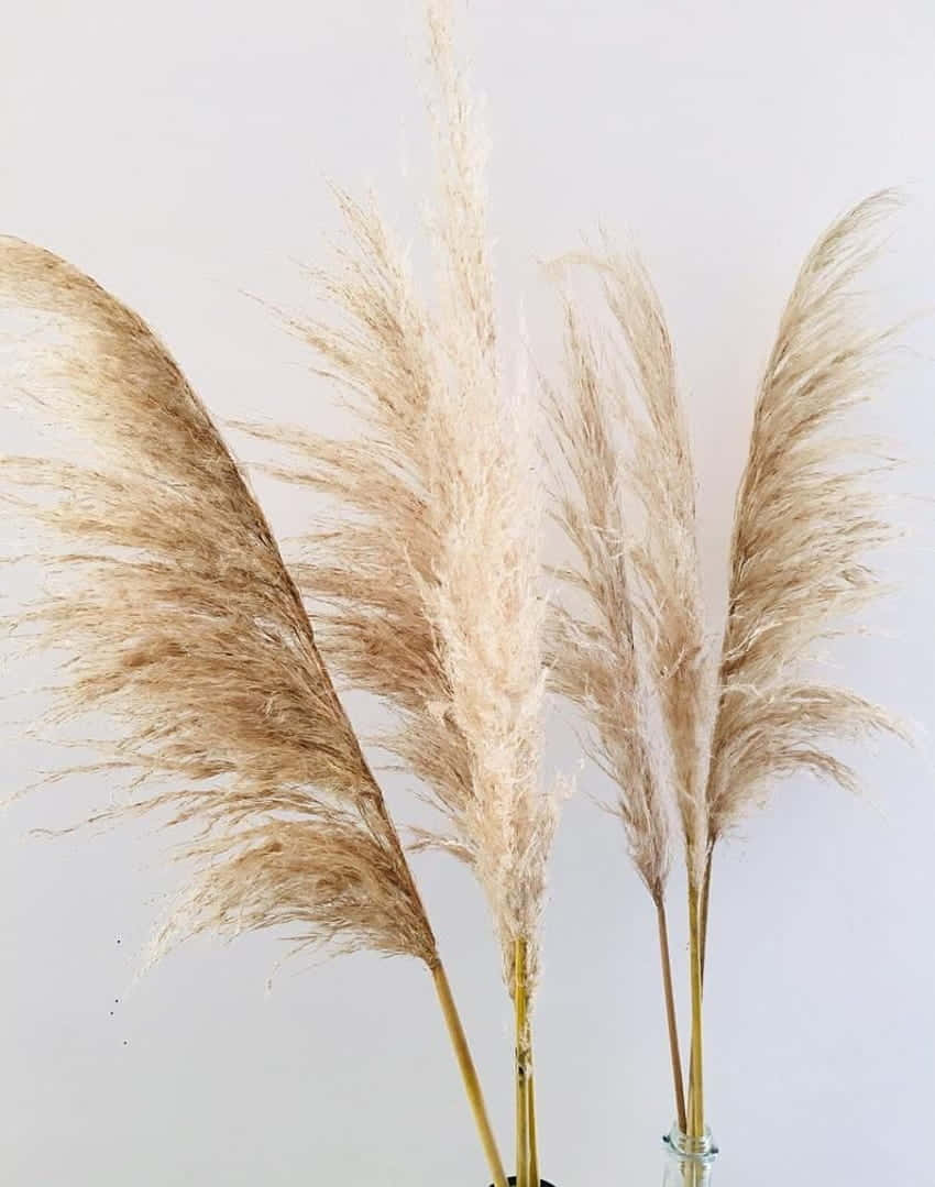 A Field Of Pampas Grass Swaying In The Breeze. Wallpaper