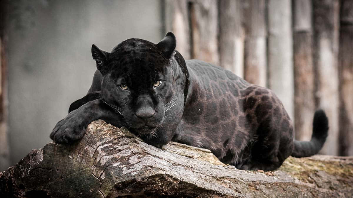 A Fierce Black Leopard Prowling In The Night Wallpaper