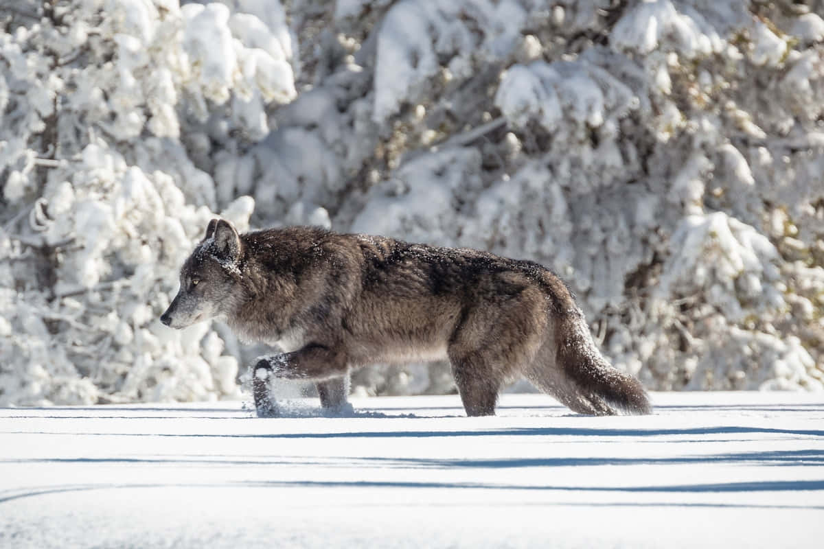 A Fierce Pack Of Wolves On The Hunt In The Wilderness Wallpaper