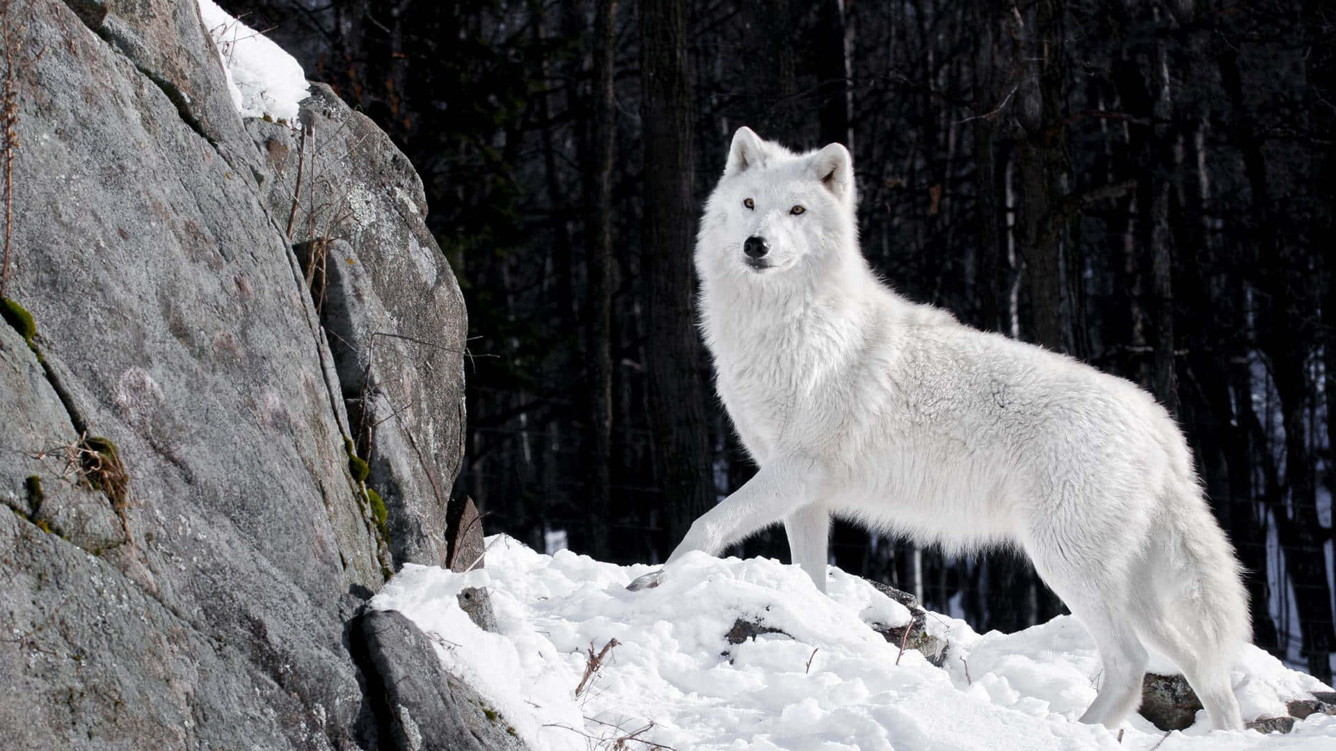 A Fierce Wolf, Standing In The Middle Of A Fierce Battle Between Water And Fire. Wallpaper