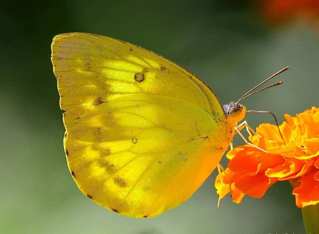 A Flock Of Beautiful Yellow Butterlies Flutter Around A Leafy Green Bush. Wallpaper