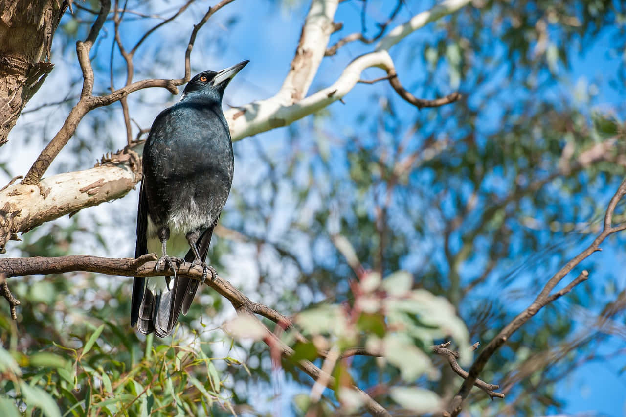 A Flock Of Magpies And Crows Perched On A Branch Wallpaper