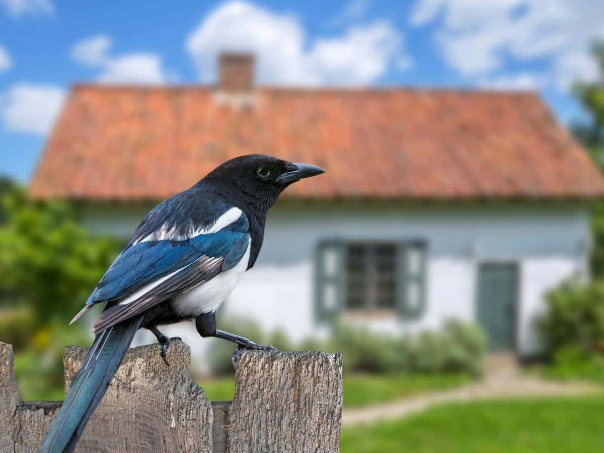 A Flock Of Magpies And Crows Perched On Tree Branches Wallpaper