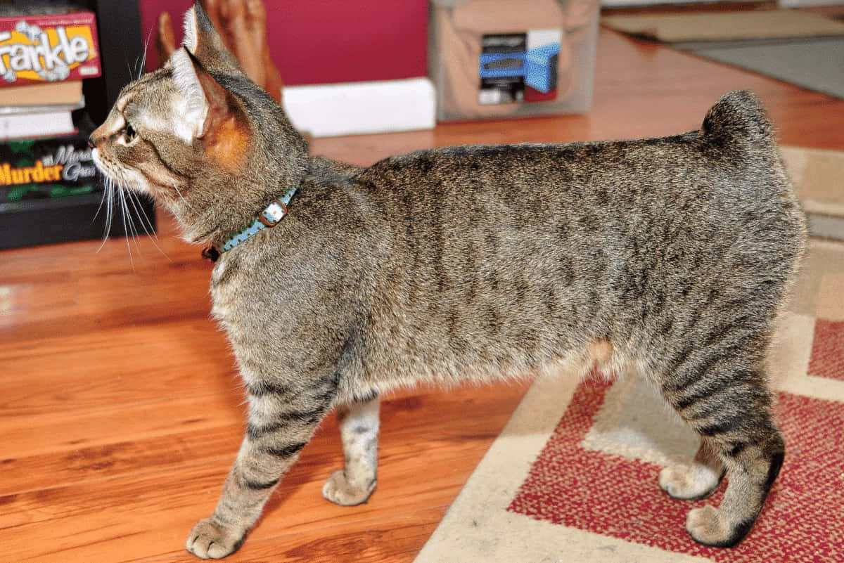 A Fluffy Cymric Cat Lounging On A Wooden Floor Wallpaper