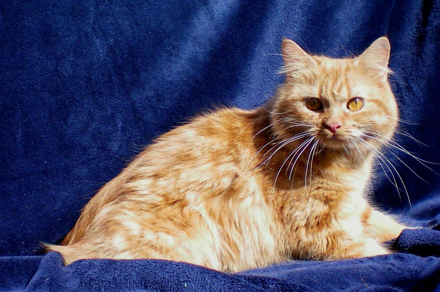 A Fluffy Cymric Cat Lounging On The Floor Wallpaper