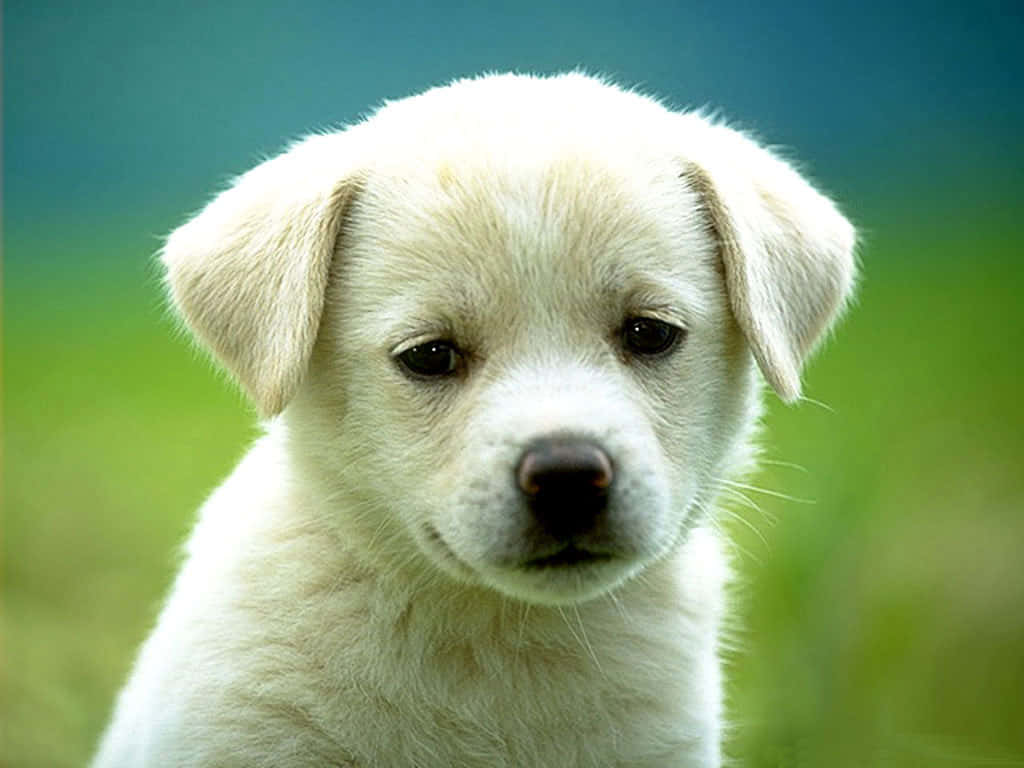 A Fluffy Dog Relishing The Tranquility Of Nature Wallpaper