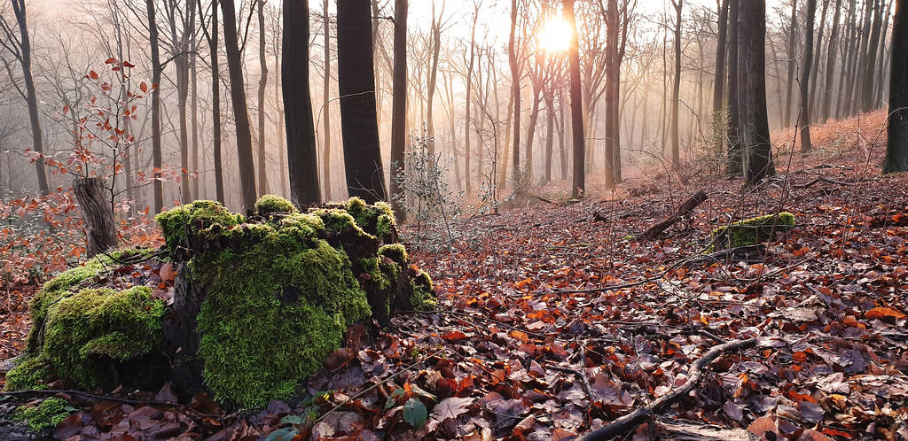 A Forest With Moss And Trees In The Background Wallpaper