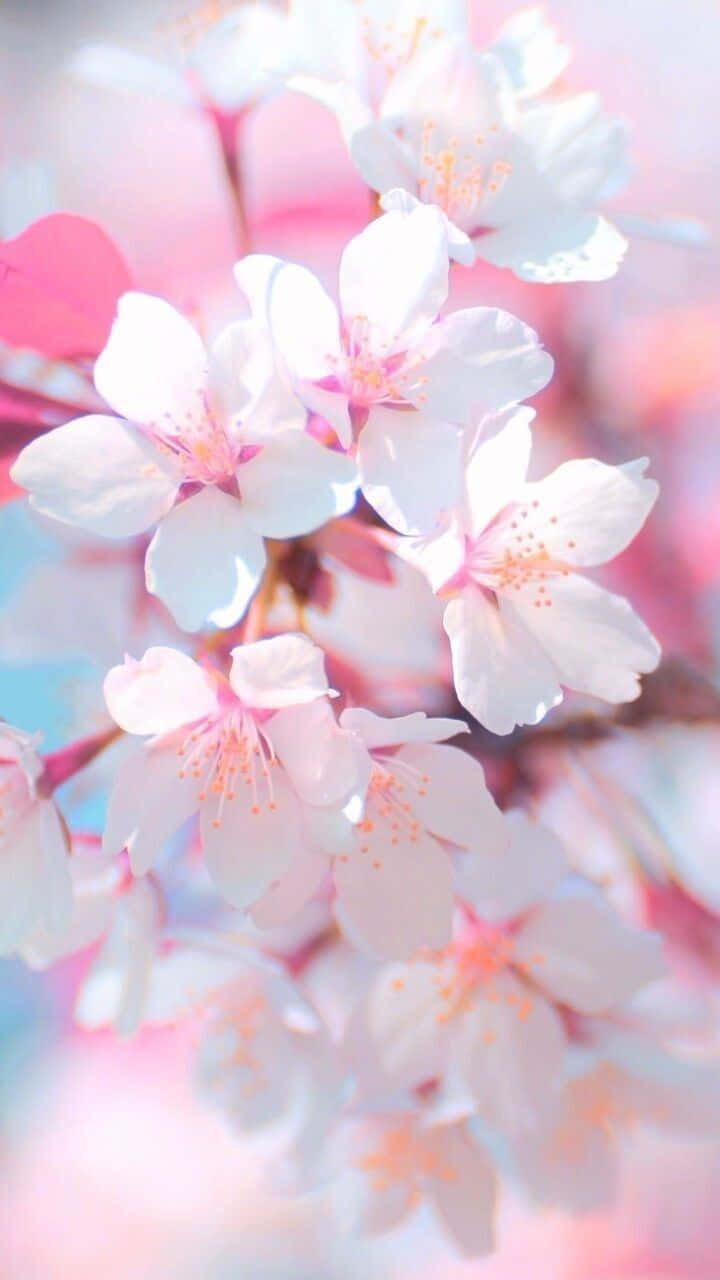 A Fresh And Stylish Light Pink Floral Iphone Wallpaper