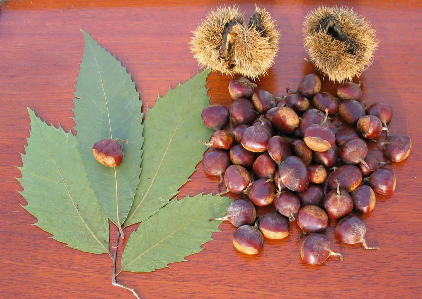 A Fresh Chestnut Resting On Fallen Leaves Wallpaper