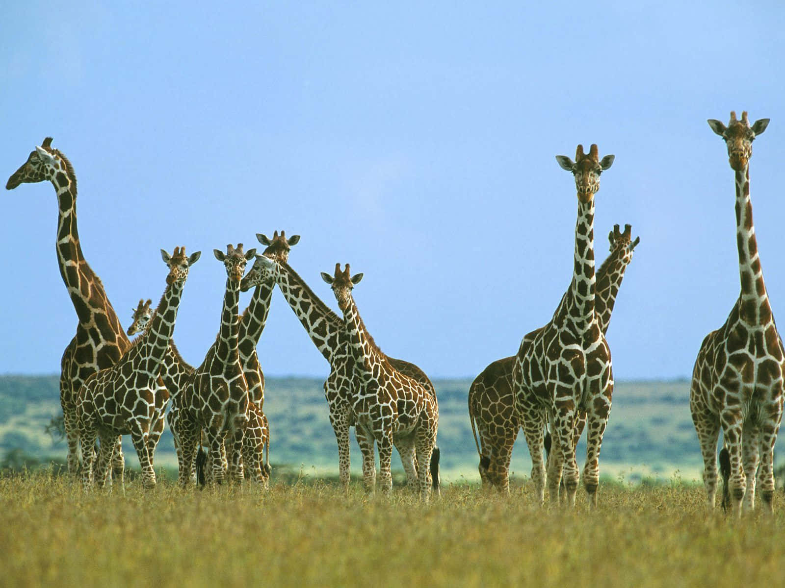 A Funny Giraffe Standing Out In The Crowd Wallpaper