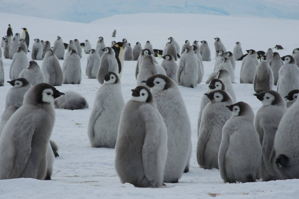 A Gathering Of Baby Penguins In Their Natural Habitat Wallpaper