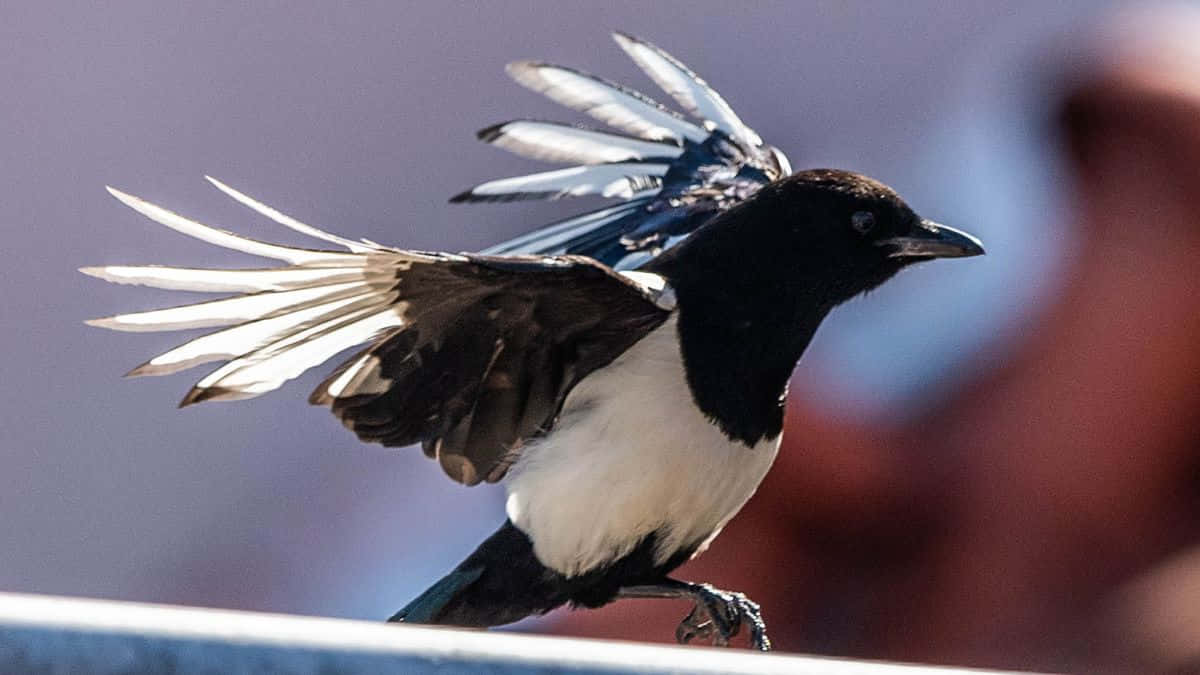 A Gathering Of Magpies And Crows In Nature Wallpaper