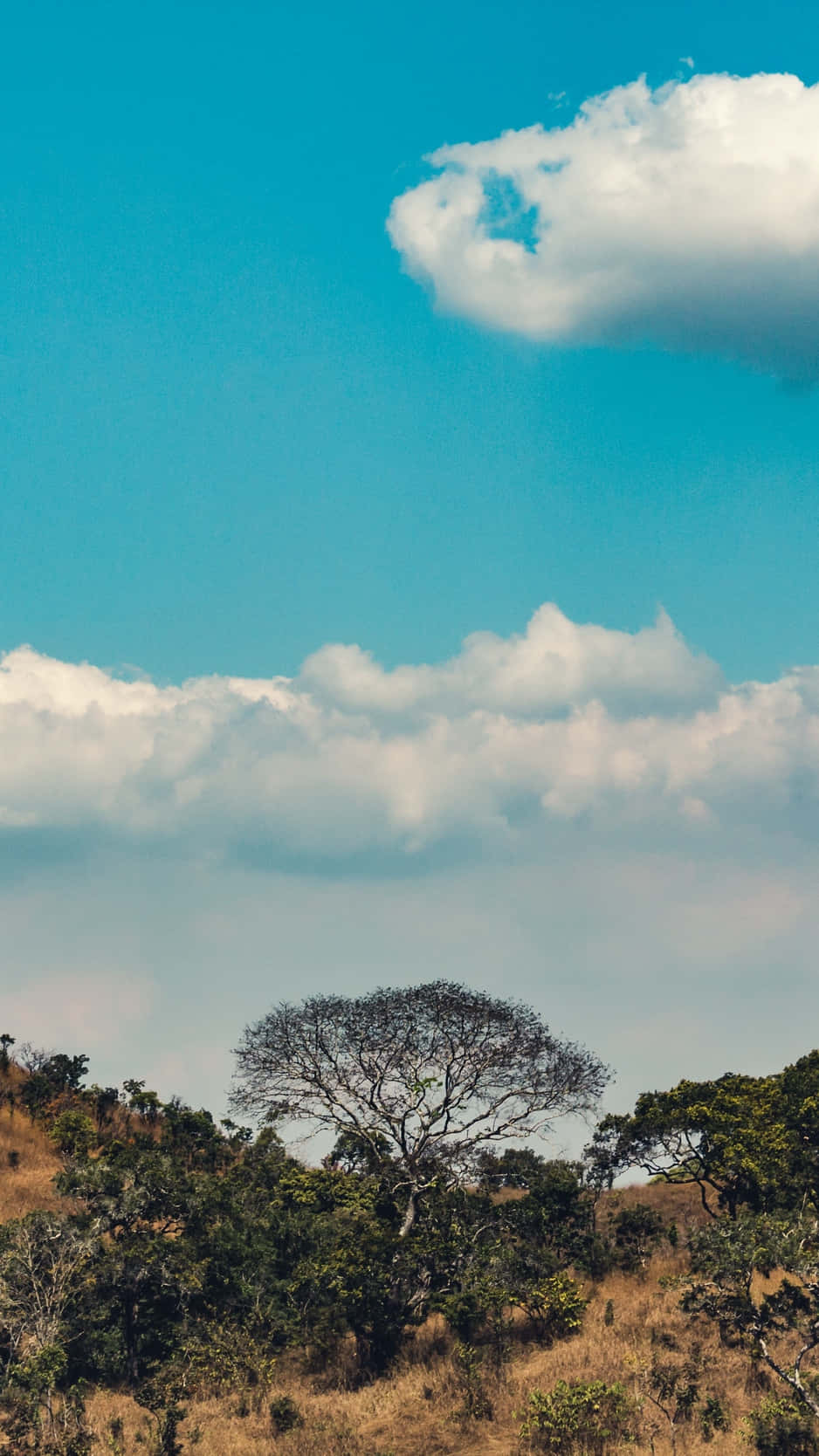 A Giraffe Standing On A Grassy Field Wallpaper