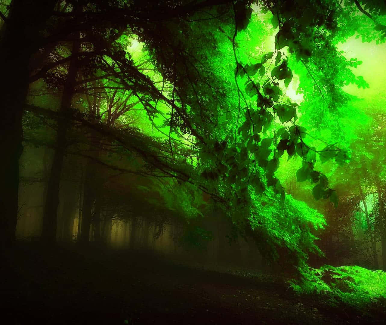 A Glimpse Of The Dark Mysterious Forest Wallpaper