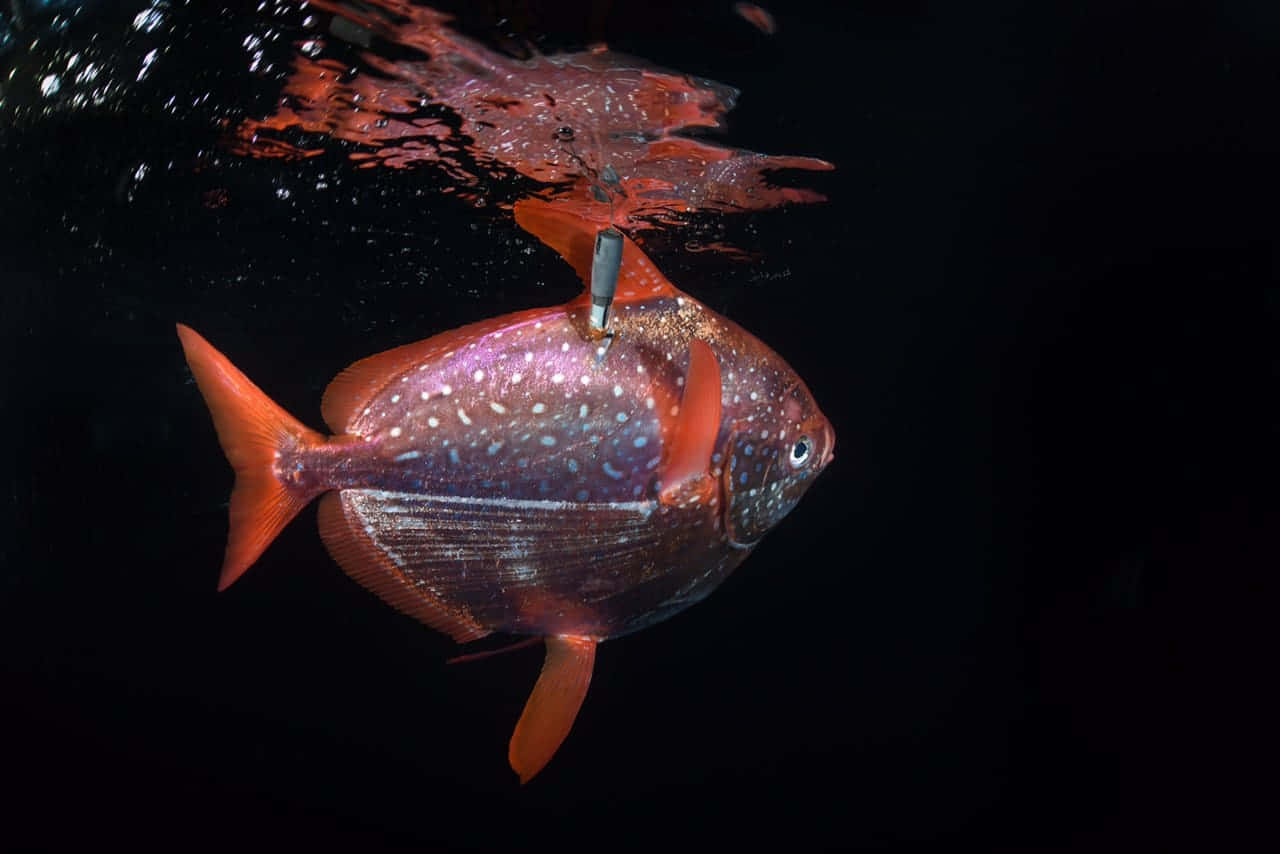 A Glorious Opah Fish Against The Blue Ocean Wallpaper