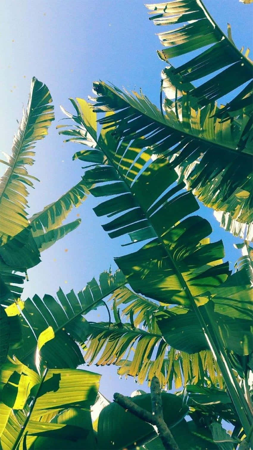 A Gorgeous Arrangement Of Tropical Leaves On A Desktop In The Sun Wallpaper