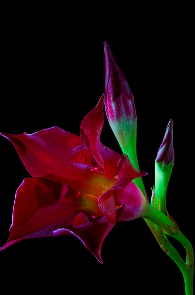 A Gorgeous Burgundy Flower Blooming Against A Creamy Backdrop Wallpaper