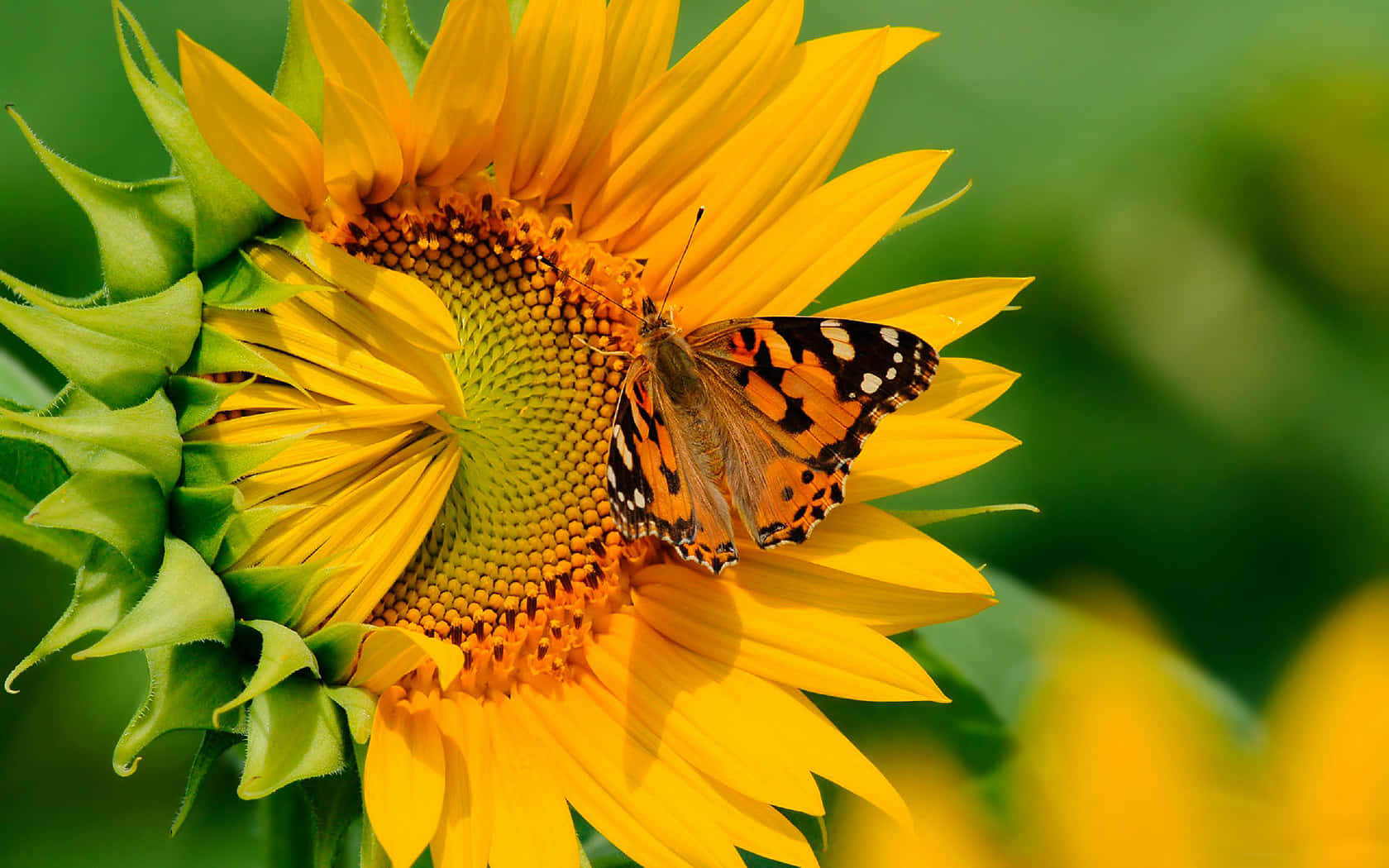 A Gorgeous Butterfly Yellow Butterfly Perched On A Leaf Wallpaper