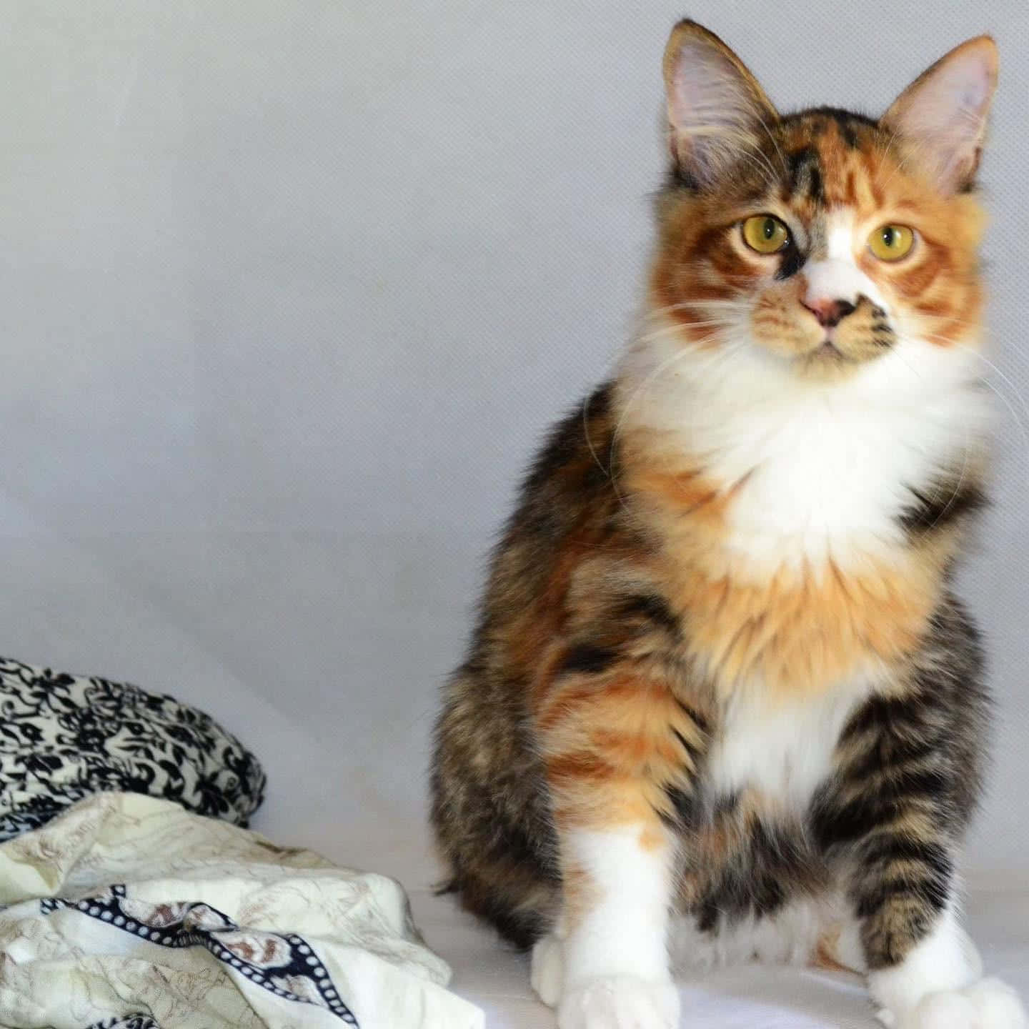 A Gorgeous Kurilian Bobtail Cat Sitting Near The Water Wallpaper