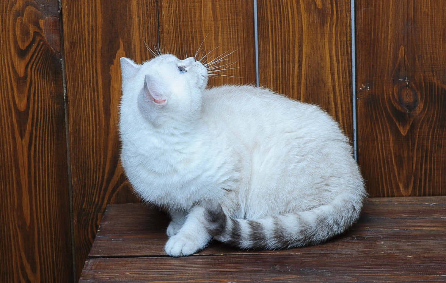 A Graceful Brazilian Shorthair Cat Lounging On The Floor Wallpaper