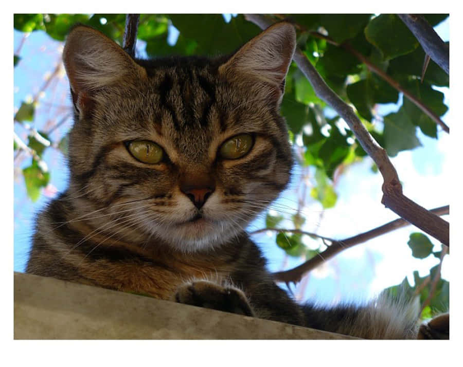 A Graceful Brazilian Shorthair Cat Sitting On The Floor Wallpaper