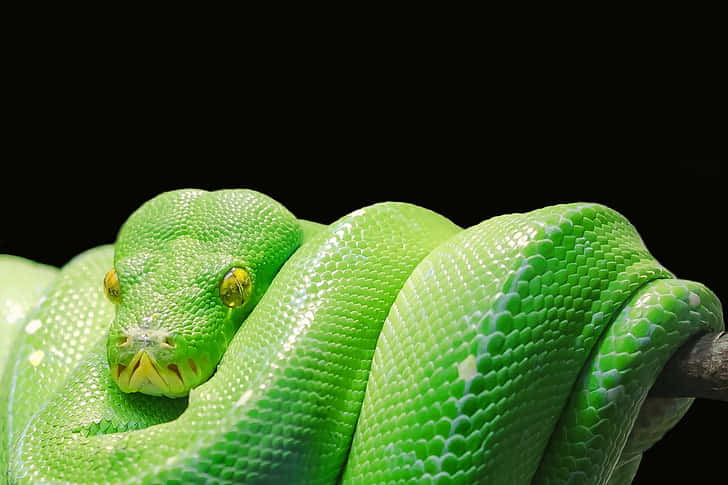 A Green Snake Is Curled Up On A Branch Wallpaper