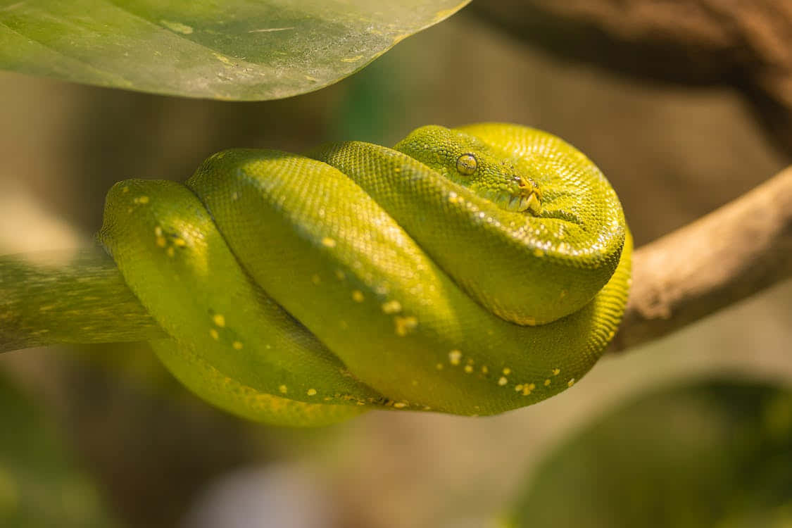 A Green Snake Is Sitting On A Branch Wallpaper