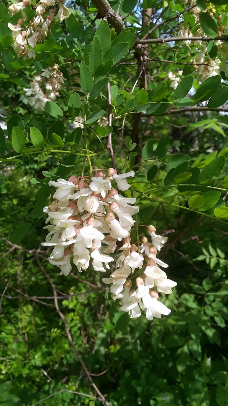 A Green & White Spring Scene Featuring A Black Locust Tree Wallpaper