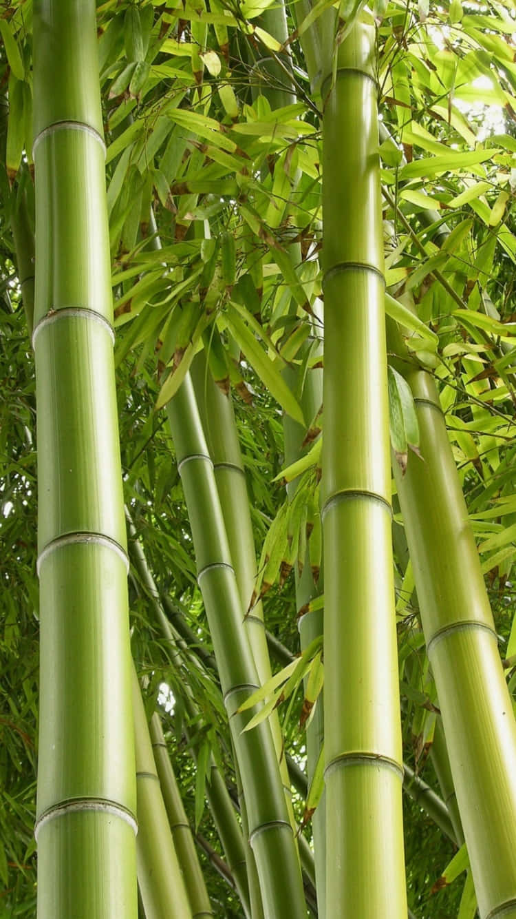 A Group Of Bamboo Trees Wallpaper