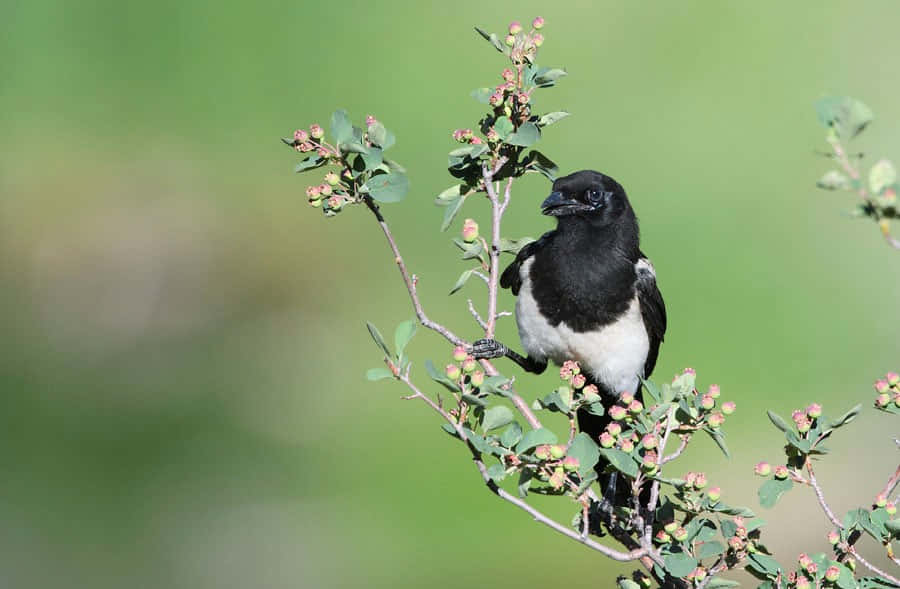 A Group Of Magpies And Crows Gathering On A Field Wallpaper