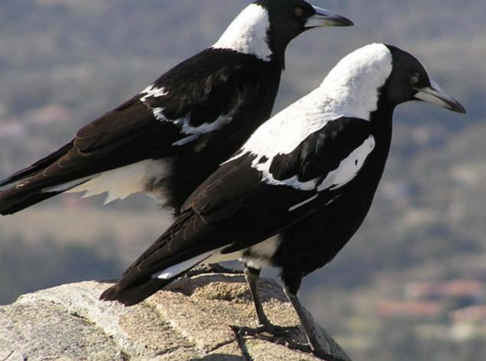 A Group Of Magpies And Crows Perched On A Tree Wallpaper