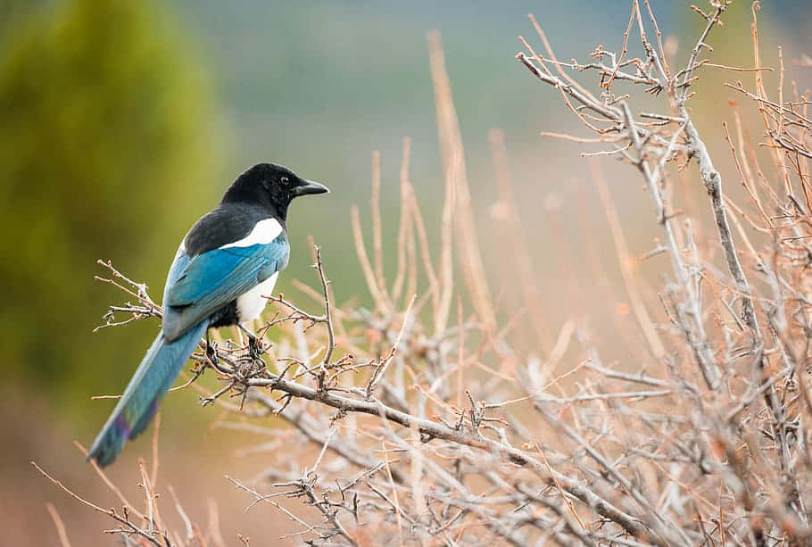 A Group Of Magpies And Crows Perched On Branches. Wallpaper