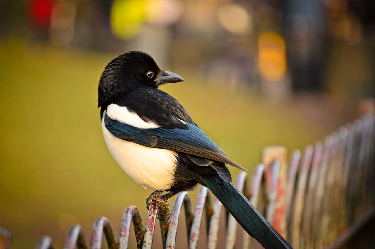 A Group Of Magpies And Crows Perching Together In The Wild Wallpaper