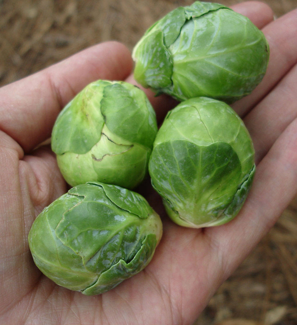 A Handful Of Freshly Harvested Brussels Sprouts Wallpaper