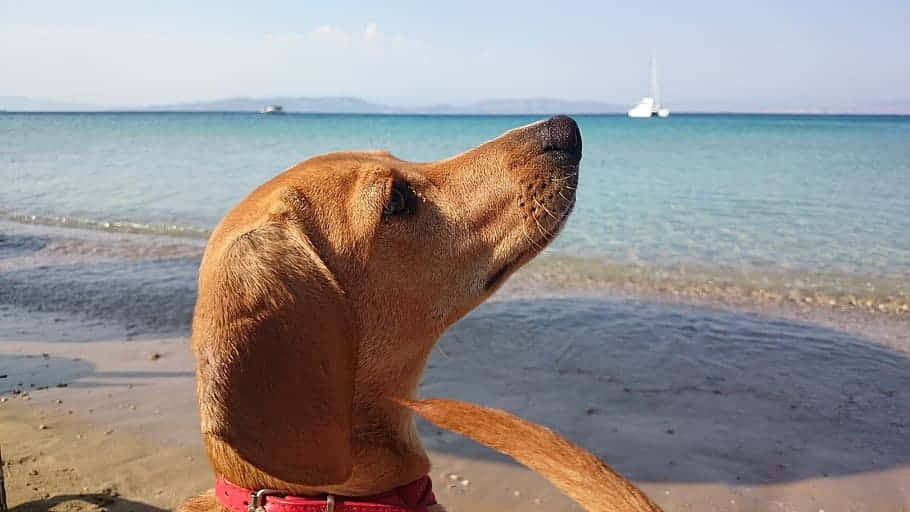 A Happy Dog At The Beach Wallpaper