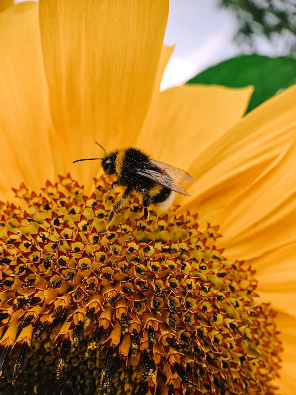 A Honey Bee Resting On A Purple Flower Wallpaper