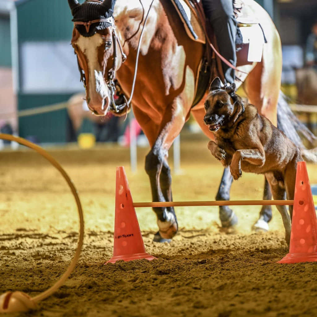 A Horse And Dog's Unique Friendship Wallpaper