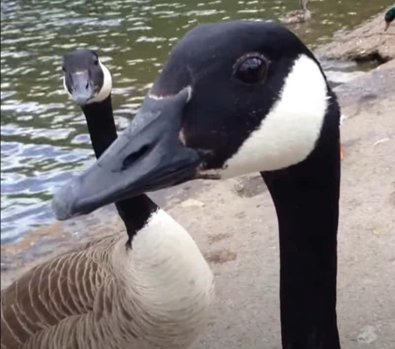 A Jovial Goose With Natural Charm Wallpaper