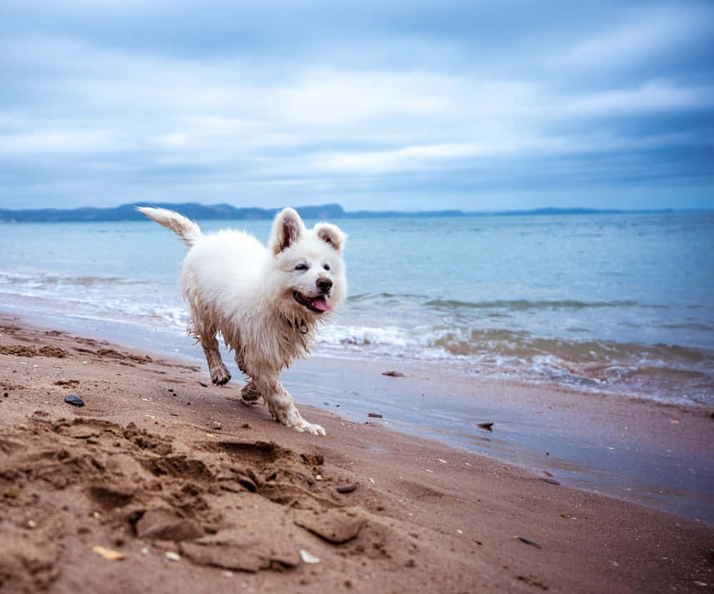 A Joyful Day At The Beach With Furry Friend Wallpaper